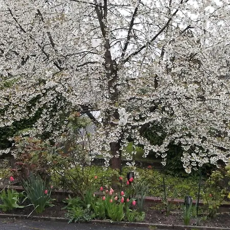 Superbe Maison 3 1 Etage Et Sous-sol, Avec Jardin Et Terrasse 펜션 알트키르슈